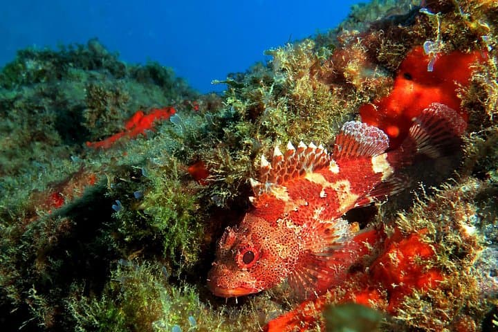 BUCEO RECREATIVO (solo buceadores certificados): Explore la vida marina canaria - 3