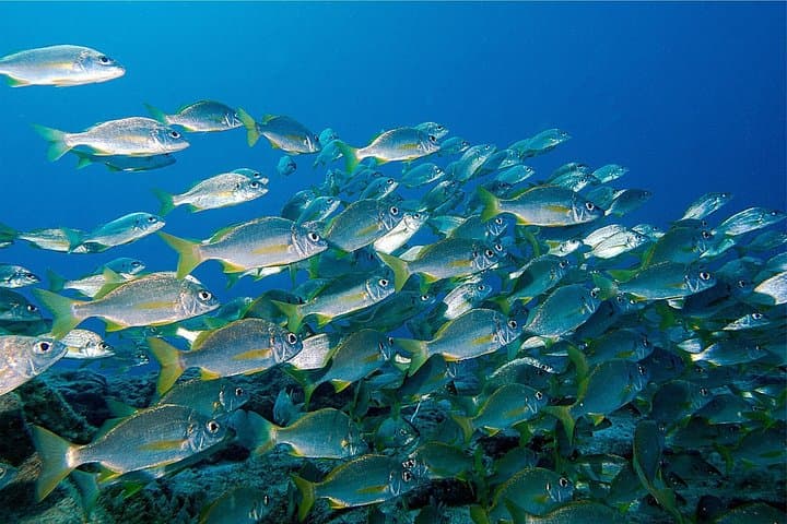 BUCEO RECREATIVO (solo buceadores certificados): Explore la vida marina canaria - 6