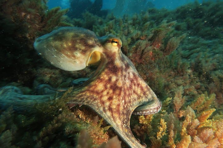 BUCEO RECREATIVO (solo buceadores certificados): Explore la vida marina canaria - 7