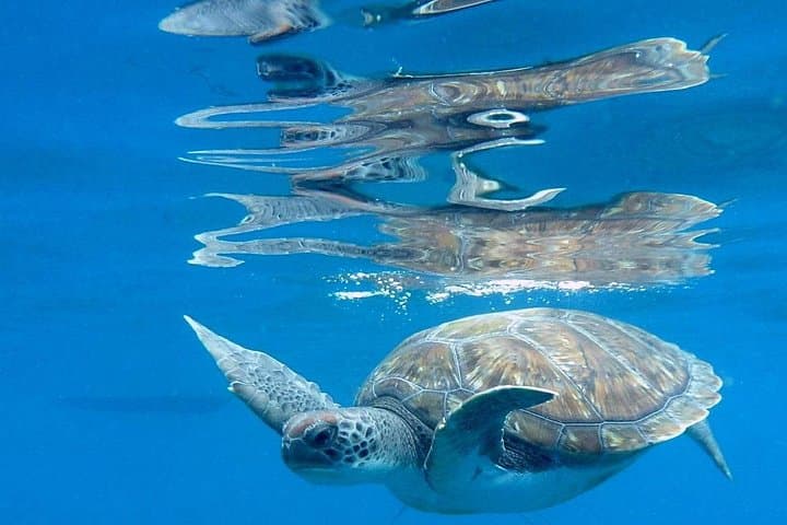 BUCEO RECREATIVO (solo buceadores certificados): Explore la vida marina canaria - 8