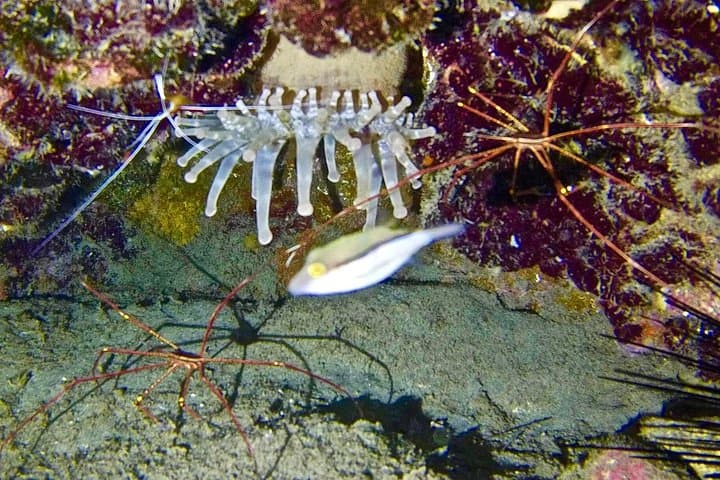 DESCUBRE EL BUCEO - Primer paso para su certificación - 8
