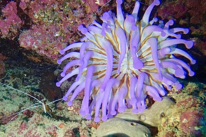 DESCUBRE EL BUCEO - Primer paso para su certificación - 7