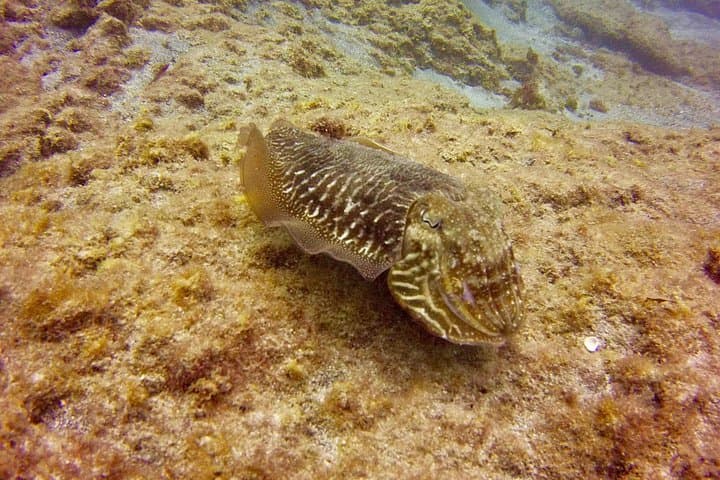 DESCUBRE EL BUCEO - Primer paso para su certificación - 6