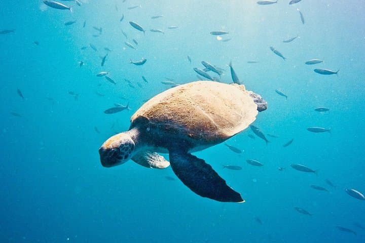 PRUEBA EL BUCEO con un instructor dedicado - 5