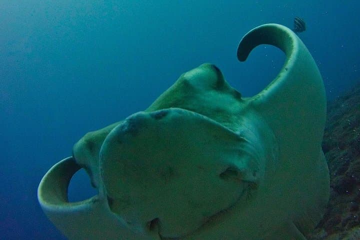 PRUEBA EL BUCEO con un instructor dedicado - 3
