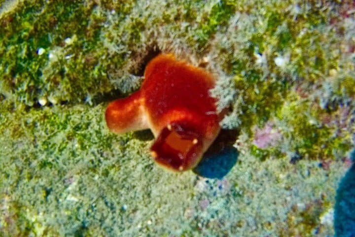 PRUEBA EL BUCEO con un instructor dedicado - 7