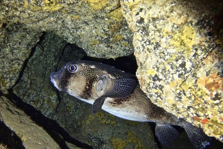 PRUEBA EL BUCEO con un instructor dedicado - 6