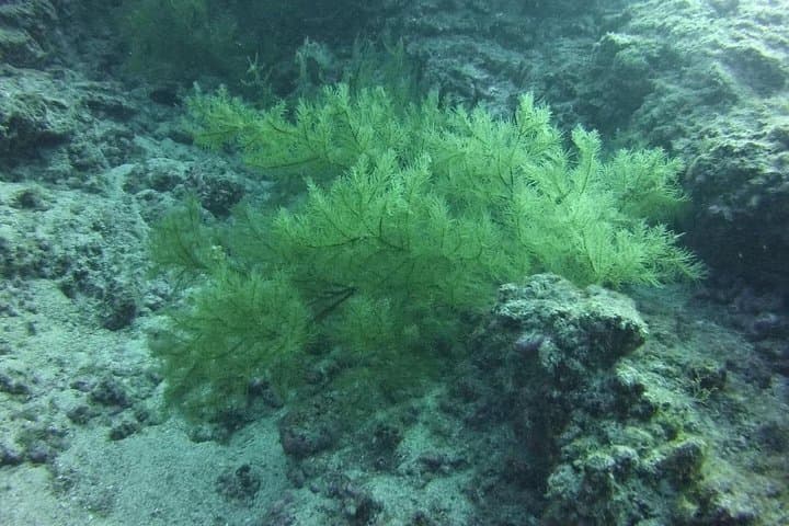 ESPECIALIDAD DE BUCEO PROFUNDO - ¡Descubre un nuevo mundo de hasta 40 metros de profundidad! - 4