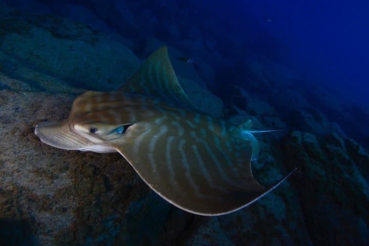 CERTIFICACIÓN AVANZADA DE AGUA ABIERTA - ¡Mejore sus habilidades de buceo hasta 30m! - 4