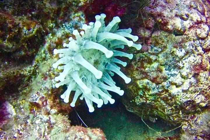 ESPECIALIDAD DE BUCEO PROFUNDO - ¡Descubre un nuevo mundo de hasta 40 metros de profundidad! - 6