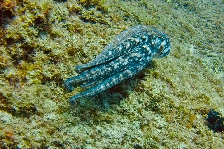 ESPECIALIDAD DE BUCEO PROFUNDO - ¡Descubre un nuevo mundo de hasta 40 metros de profundidad! - 7