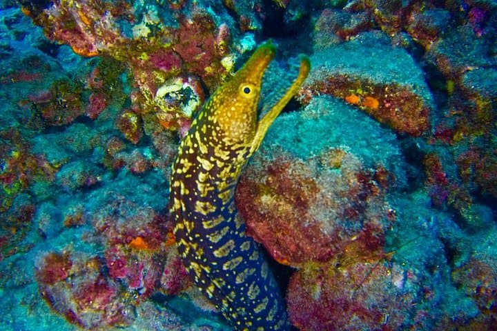 ESPECIALIDAD DE BUCEO PROFUNDO - ¡Descubre un nuevo mundo de hasta 40 metros de profundidad! - 8