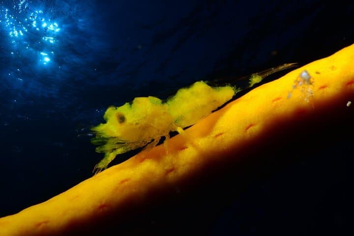 BUCEO NOCTURNO - ¡Sumérgete en la oscuridad y déjate llevar por su serenidad! - 1