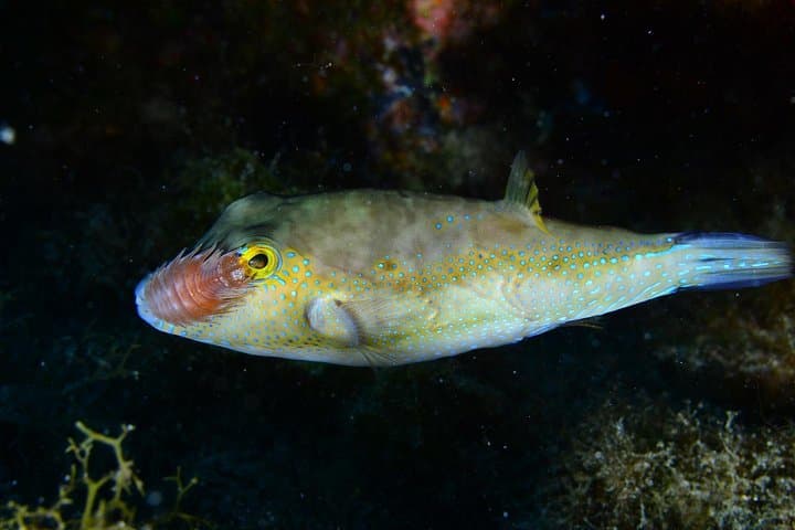 BUCEO NOCTURNO - ¡Sumérgete en la oscuridad y déjate llevar por su serenidad! - 2