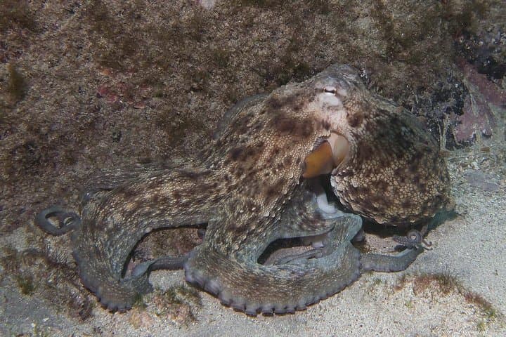 BUCEO NOCTURNO - ¡Sumérgete en la oscuridad y déjate llevar por su serenidad! - 3
