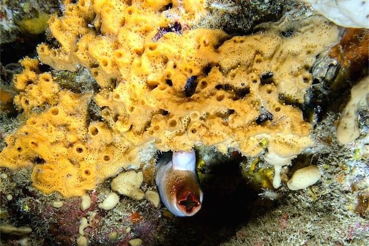 BUCEO NOCTURNO - ¡Sumérgete en la oscuridad y déjate llevar por su serenidad! - 5