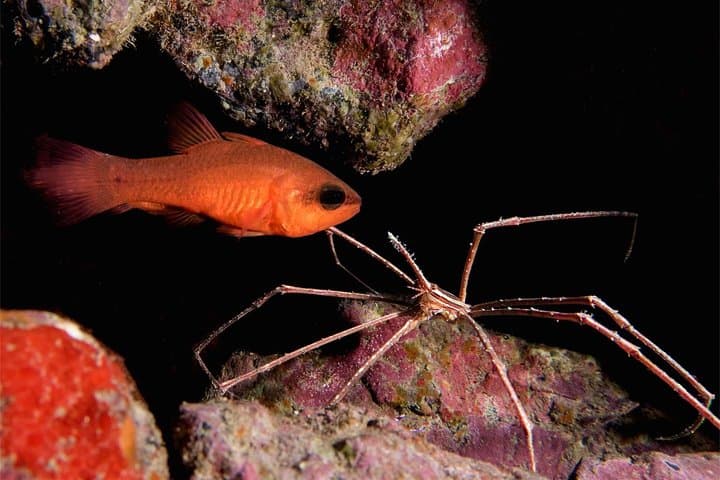 BUCEO NOCTURNO - ¡Sumérgete en la oscuridad y déjate llevar por su serenidad! - 6