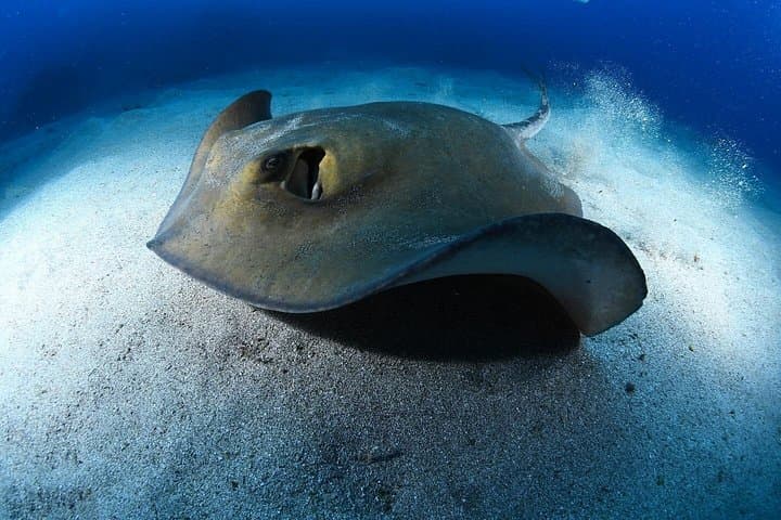 CERTIFICACIÓN AVANZADA DE AGUA ABIERTA - ¡Mejore sus habilidades de buceo hasta 30m! - 5
