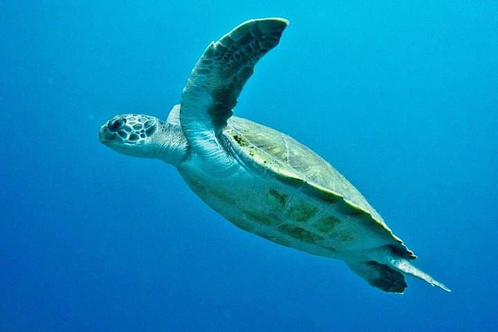 CERTIFICACIÓN AVANZADA DE AGUA ABIERTA - ¡Mejore sus habilidades de buceo hasta 30m! - 7
