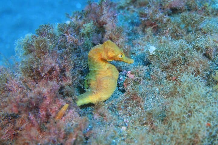 Buceo guiado en Tenerife (para buceadores certificados) - 7