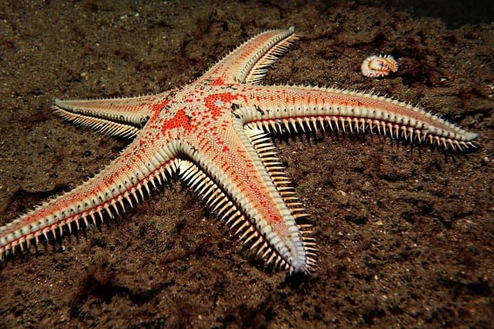 Buceo nocturno en Tenerife - 4