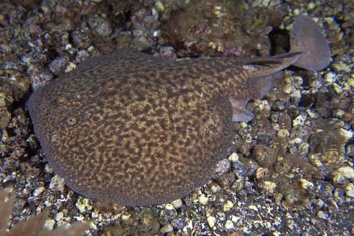 Buceo nocturno en Tenerife - 5