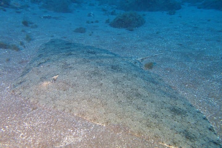 Estudiante de buceo en aguas abiertas en Tenerife - 7