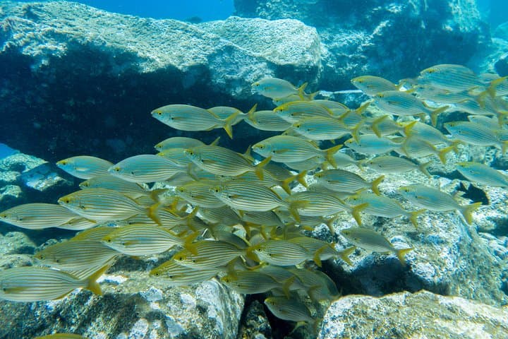 Bautismo de buceo - PADI Discover Scuba Diving en Tenerife - 5