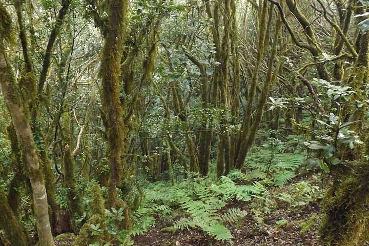 Anaga - 6