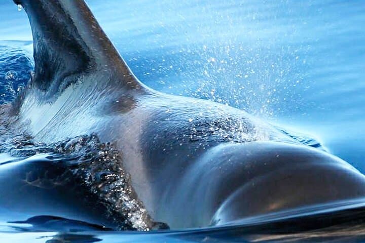 Whale & Dolphin Watching With Mustcat Virgin Coast Trip On a Large Catamaran - 3
