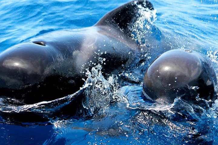 Whale & Dolphin Watching With Mustcat Virgin Coast Trip On a Large Catamaran - 4