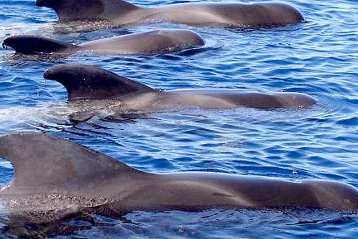 Whale & Dolphin Watching With Mustcat Virgin Coast Trip On a Large Catamaran - 5