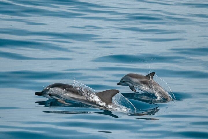 TOUR EN CRUCERO POR EL OCÉANO EN CATAMARÁN, ¡Alimentos y bebidas incluidos! - 1