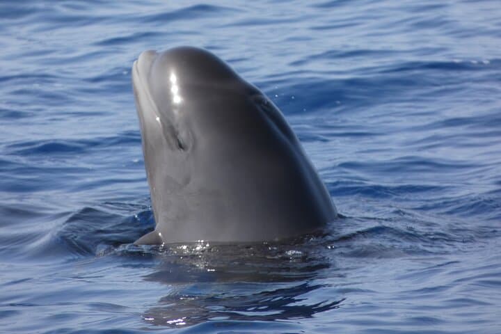 Delfines mulares comportándose del modo habitual - 8