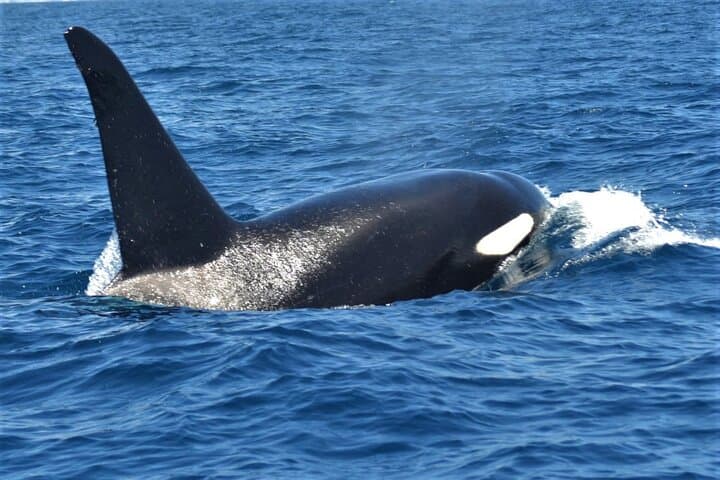 Delfines mulares comportándose del modo habitual - 7