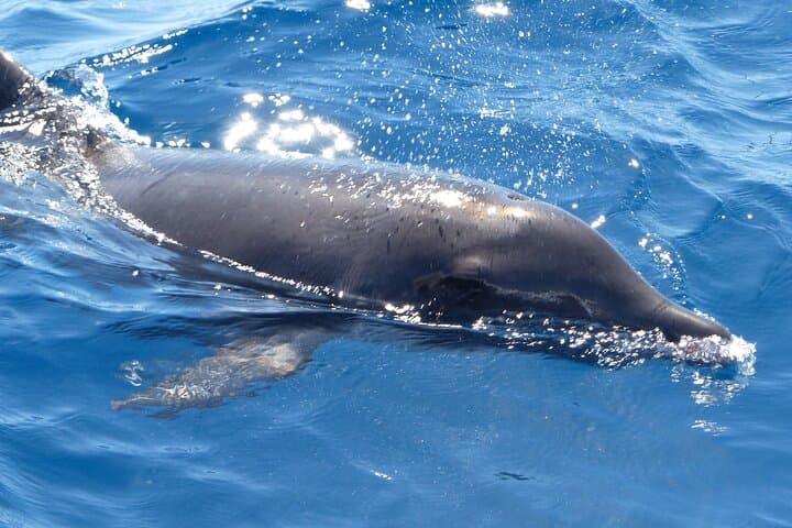 Delfines mulares comportándose del modo habitual - 6