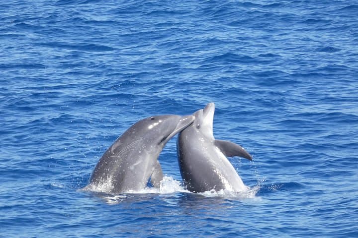 Delfines mulares comportándose del modo habitual - 4