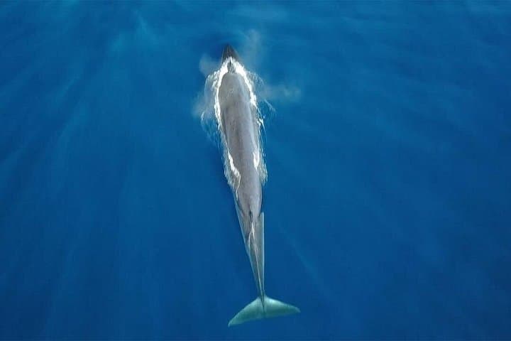 Avistamiento de ballenas en Tenerife. Barco White Tenerife. - 5