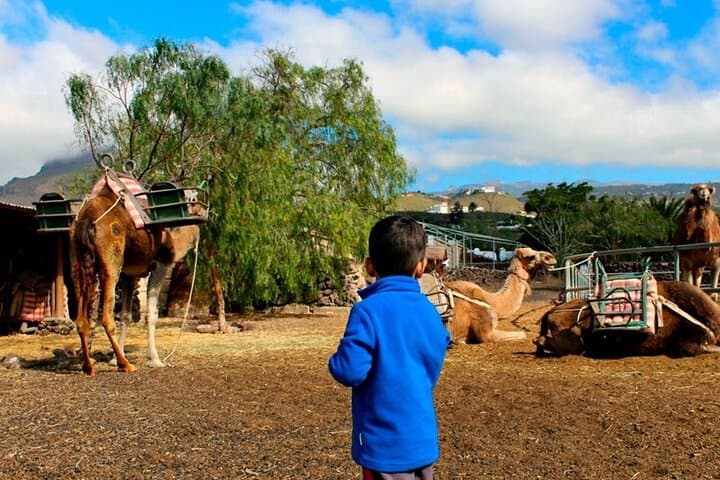 Skip the Line: Camel Park Tenerife Ticket - 2