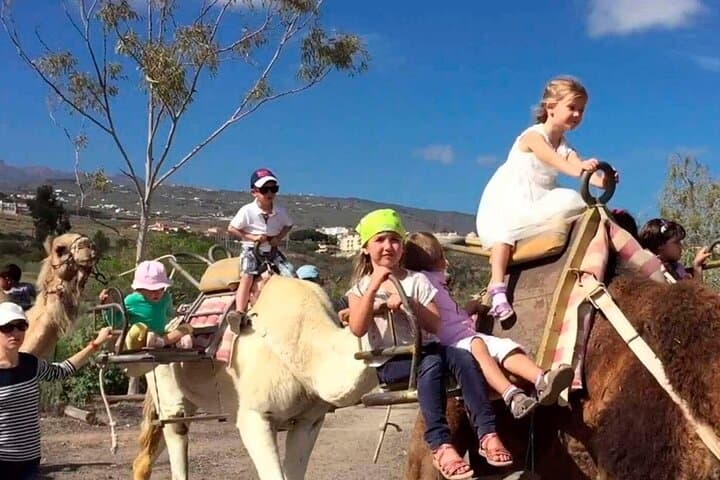 Skip the Line: Camel Park Tenerife Ticket - 3