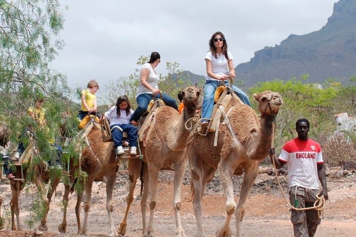 Skip the Line: Camel Park Tenerife Ticket - 4