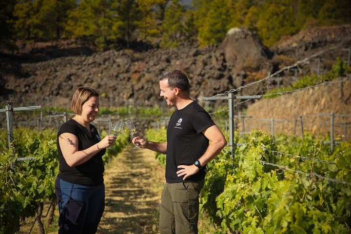 Visita a Viñedo de Montaña en Arafo y Cata de Vinos Ecológicos - 2