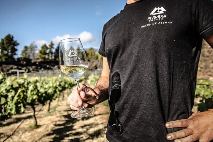Visita a Viñedo de Montaña en Arafo y Cata de Vinos Ecológicos - 3