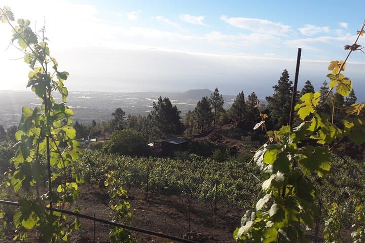 Visita a Viñedo de Montaña en Arafo y Cata de Vinos Ecológicos - 4