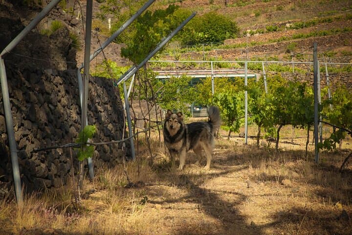 Visita a Viñedo de Montaña en Arafo y Cata de Vinos Ecológicos - 5