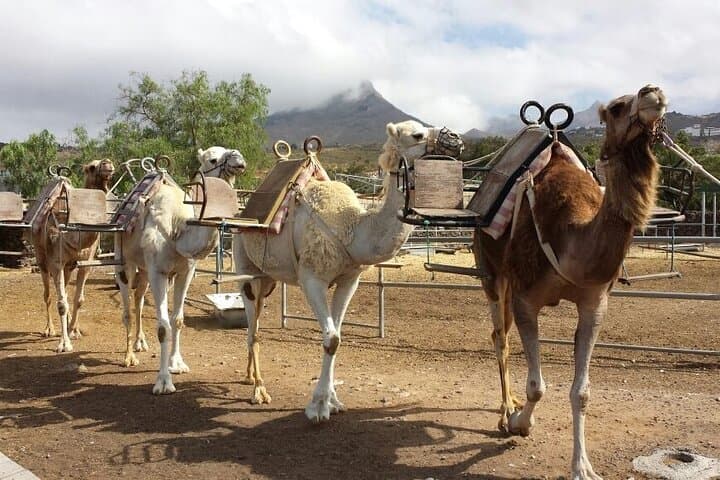 Skip the Line: Camel Park Tenerife Ticket - 5