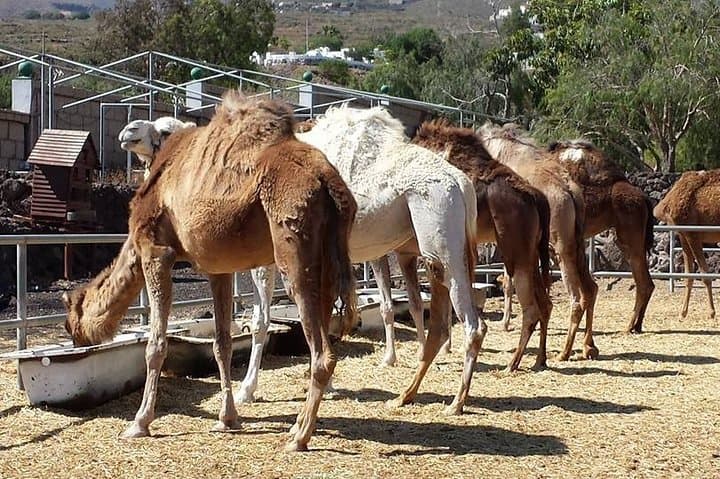Skip the Line: Camel Park Tenerife Ticket - 6