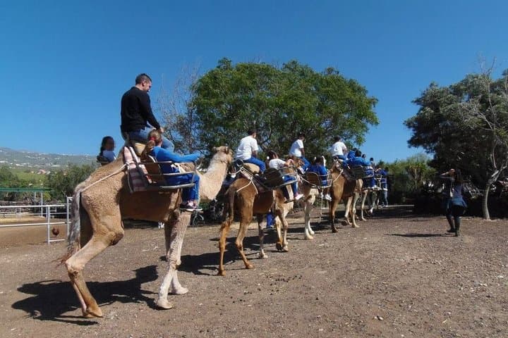 Skip the Line: Camel Park Tenerife Ticket - 7