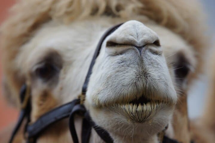 Skip the Line: Camel Park Tenerife Ticket - 8