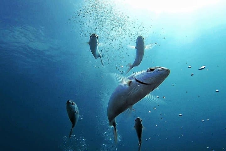 Descubre el mundo submarino FOTO Y VIDEO gratis - 2